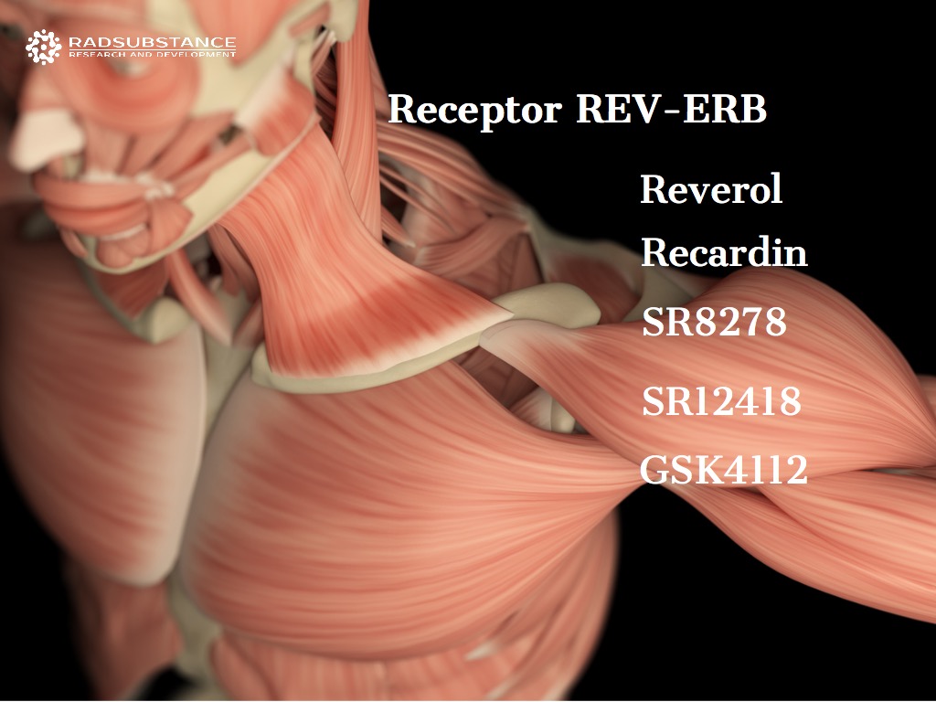 Реверол, Рекардин и другие лиганды рецептора REV-ERB. При дистрофии и для регенерации мышц
